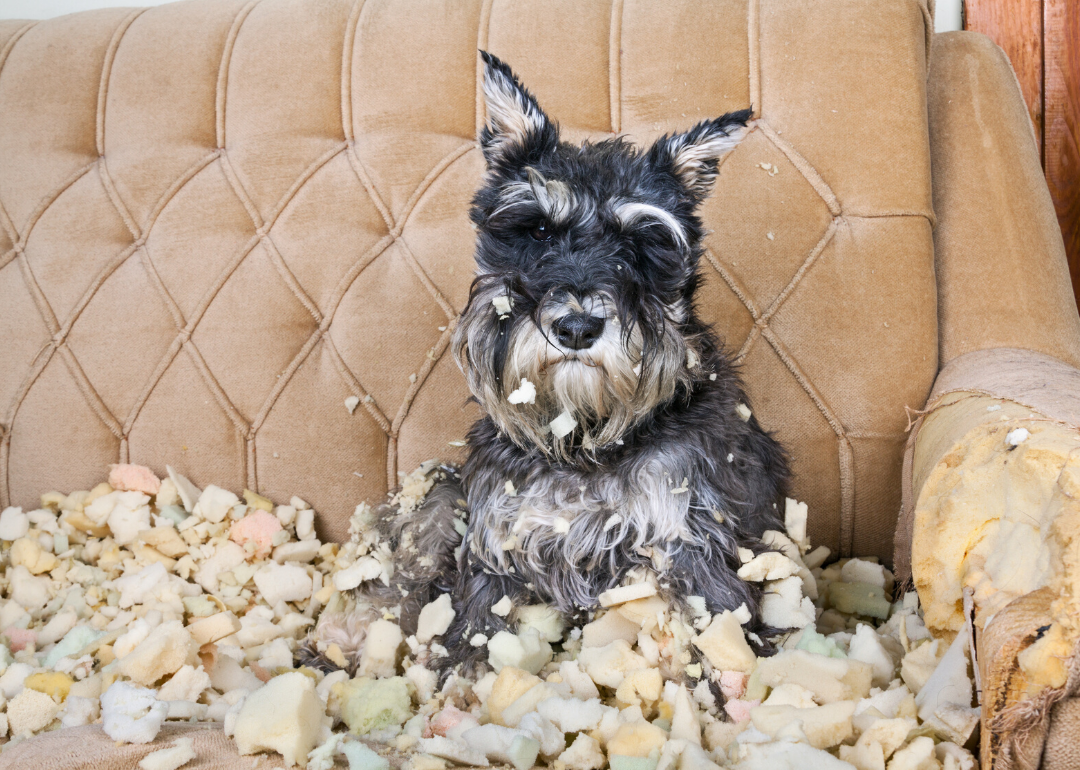 Dogs dislike bitterness, but it's not that useful as a chewing deterrent
